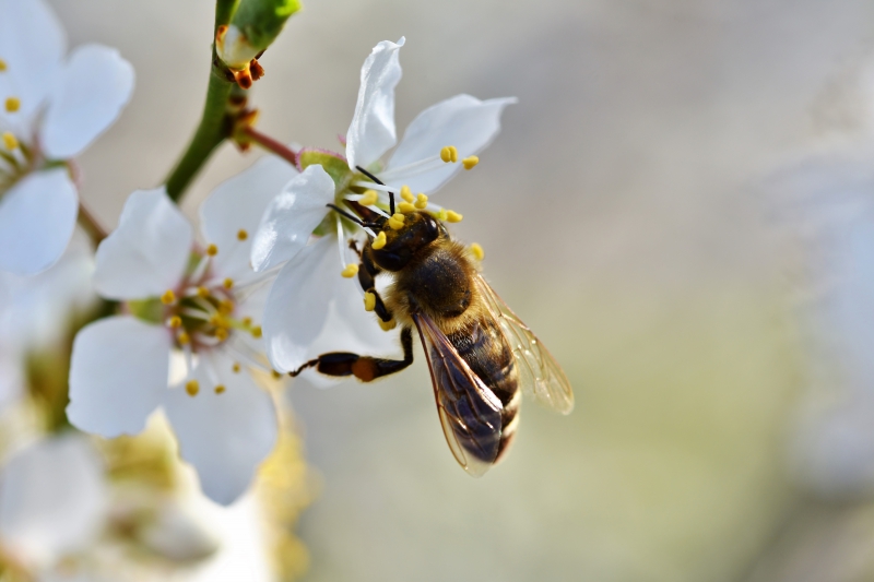 jardinerie-TOURETTE DU CHATEAU-min_bee-4092986